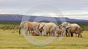 Breeding Elephant Herd