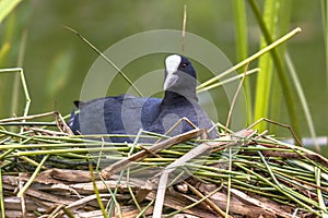 Breeding Eurasian Coot