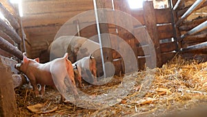 Breeding feeding litter pigs in cattle farm