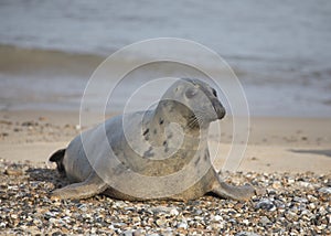 Female Grey Seal at Hosey Gap, Norfolk