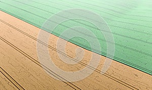 Experimental field with different varieties of wheat. Drone view