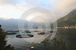 Breeding of fish and shellfish in the Bay of Kotor.