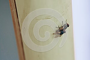 Breeding flies. Two flies fornicating