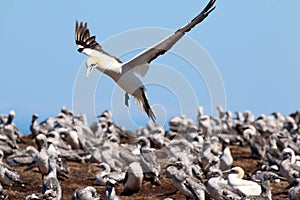 Breeding Gannet colony at Cape Kidnappers New Zealand