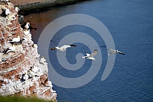 Breeding Gannets in Helgoland