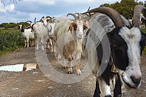 Breeding of goats in Sardinia