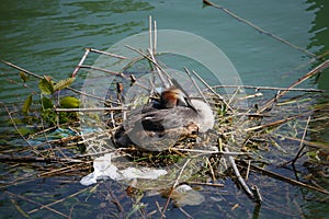 Breeding great crested grebe