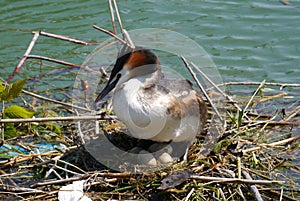 Breeding great crested grebe