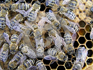 Breeding and Handling bees. Breeding bees in the apiary in the