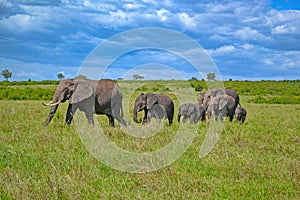 Breeding herd of elephants