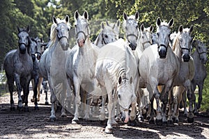 Breeding of Kladruber horses