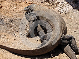 Breeding Komodo dragons