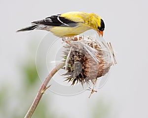 Breeding Male American Goldfinch