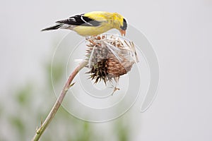 Breeding Male American Goldfinch photo