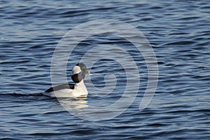 Breeding Male Bufflehead Duck