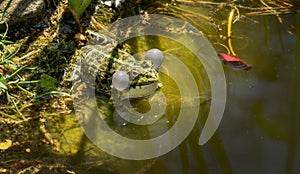 Breeding male frog Rana Ridibunda Pelophylax ridibundus singing with vocal sacs on both sides of mouth in garden pond