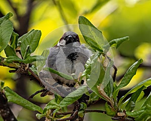Breeding male House Sparrow flies around the yard back and forth from the nest