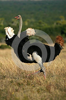 Breeding male ostrich in display