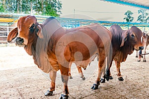 breeding males of red Brahman breed