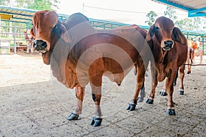 breeding males of red Brahman breed