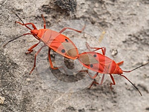 Breeding or mating of Red Kapok Bugs (Probergrothius nigricornis), Thailand