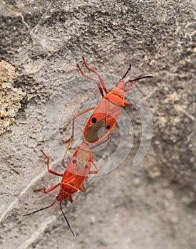 Breeding or mating of Red Kapok Bugs (Probergrothius nigricornis), Thailand
