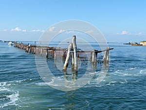 Breeding of mussels inside the Venetian lagoon - Italy photo