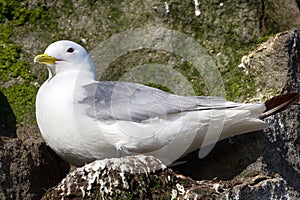 Kittiwakes on ledges near nest and incubate