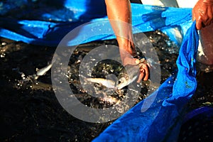 Breeding officer Catch trout to check quality photo
