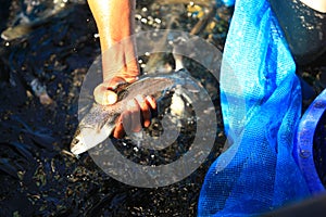 Breeding officer Catch trout to check quality photo