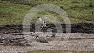 Breeding Ospreys Clywedog