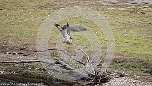 Breeding Ospreys Clywedog