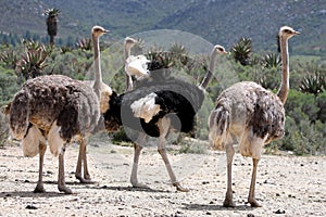 Breeding Ostriches