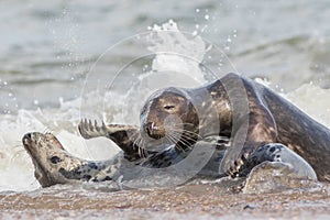 Breeding pair of animals. Grey seals mating in the water