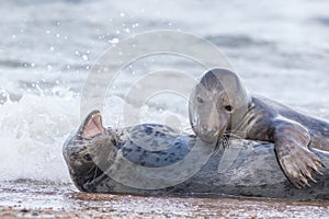 Breeding pair of grey seals. Animal affection. Beautiful wildlife image
