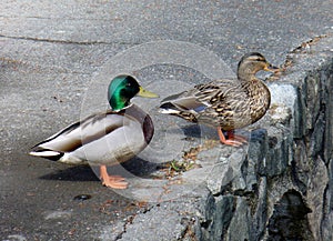 Breeding pair of mallard ducks.