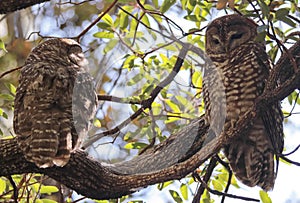 A Breeding Pair of Mexican Spotted Owls