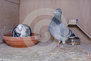 Breeding pair of racing pigeons in their box on the pigeon loft