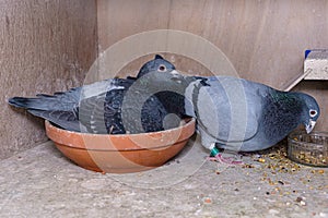 Breeding pair of racing pigeons in their box on the pigeon loft