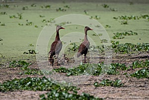 Breeding Pair of Whistling Ducks with Five Ducklings