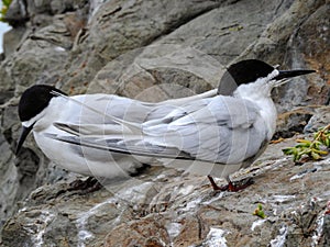 Breeding Pair of White-fronted Terns