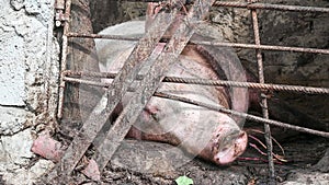 Breeding pig, fat and big, lying on the ground, in the farm pen. which good ventilated, to agriculture and livestock