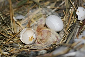 Breeding pigeons. Chick just hatched from egg