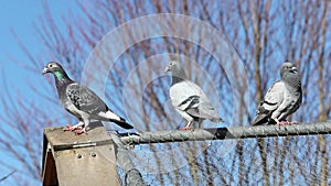 Breeding pigeons free in a garden