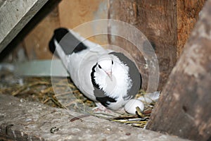 Breeding pigeons. A pigeon sits near the eggs waiting for the chick to hatch