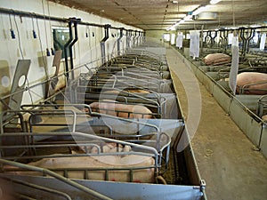 Breeding pigs farm