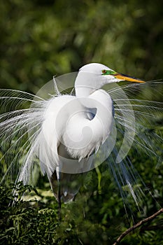 Breeding plumage extended on great white egret