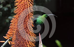 A breeding-plumage male of Malachite Sunbird  feeding on an Aloe Flower. Scientific name: Nectarinia famosa. South Africa