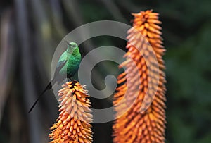 A breeding-plumage male of Malachite Sunbird  feeding on an Aloe Flower. Scientific name: Nectarinia famosa. South Africa