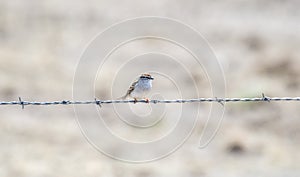 A Breeding Plumaged Chipping Sparrow Spizella passerina Perched on Barbed Wire in Spring in Colorado